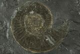 Dactylioceras Ammonite - Posidonia Shale, Germany #228038-1